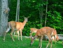 deer